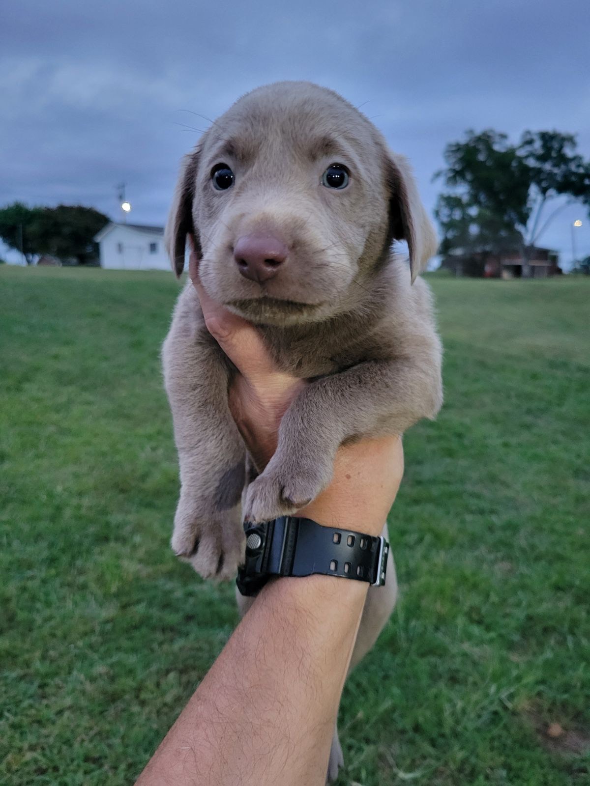 Orange Collar