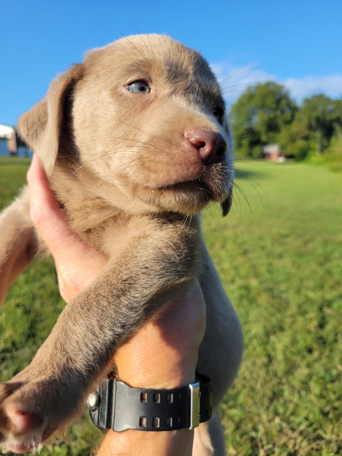 Yellow Collar